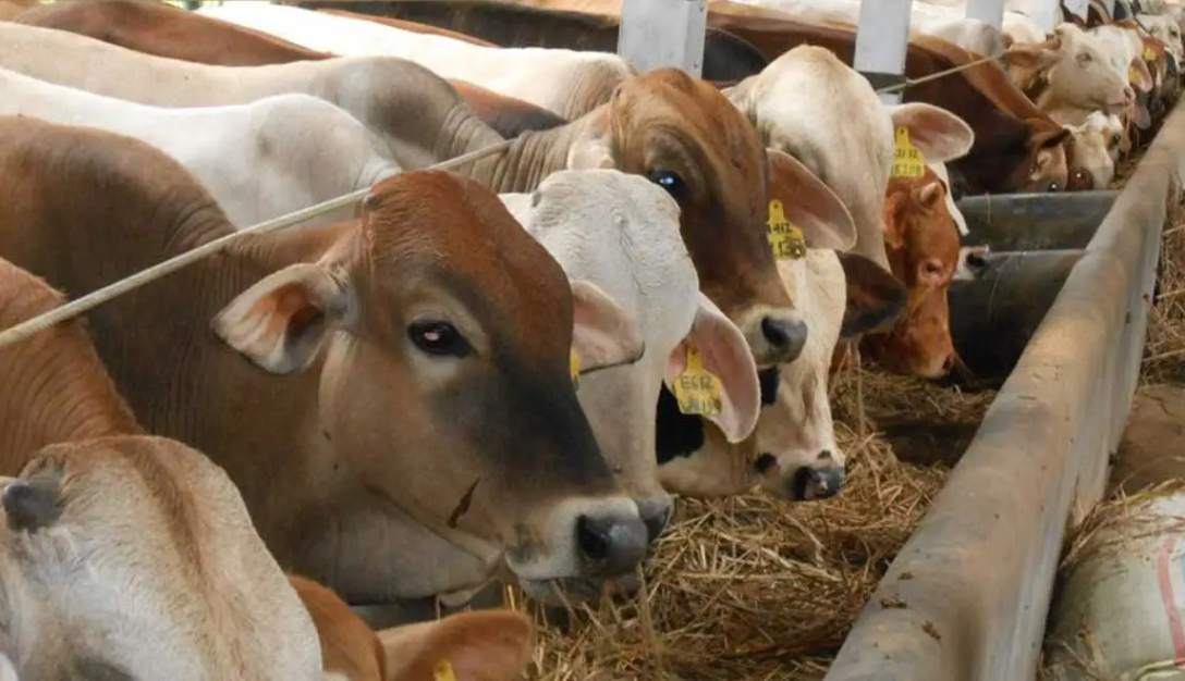 Cara Beternak Sapi bagi Pemula