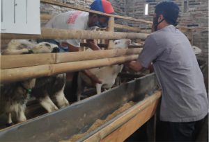 Cara Ternak Kambing Pemula