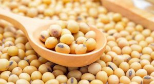 Biaya Pakan Kambing per Hari