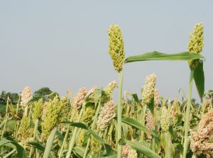 Biaya Pakan Kambing per Hari