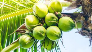 peluang usaha kelapa muda