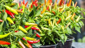 usaha cabe rawit polybag