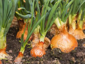 cara menanam bawang bombay