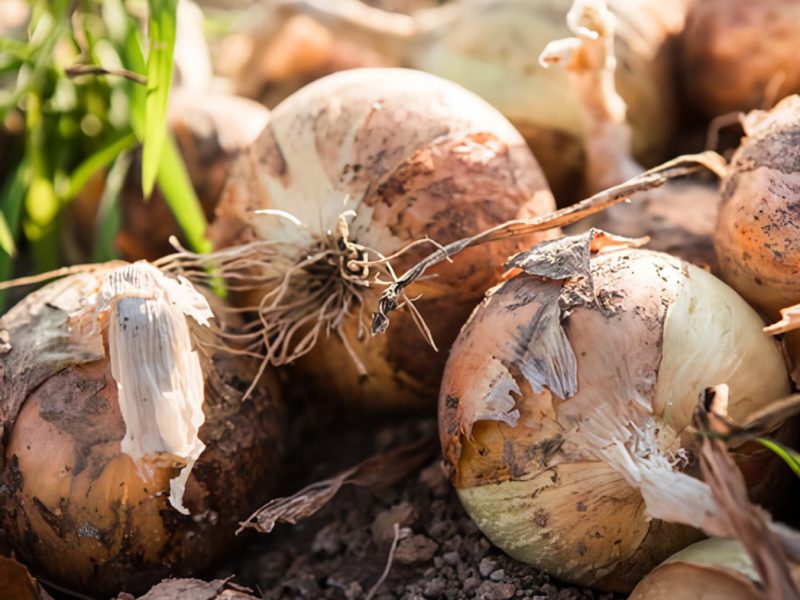 cara menanam bawang bombay