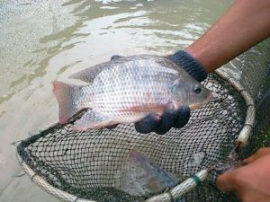 campuran pelet untuk ikan nila