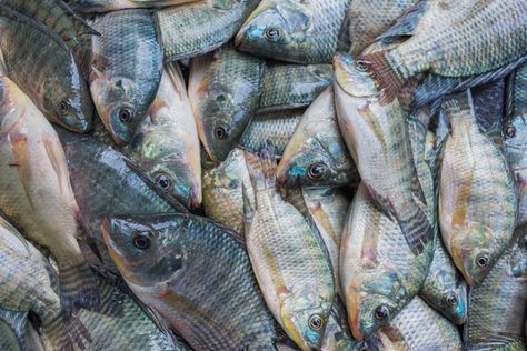 campuran pelet untuk ikan nila