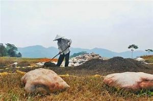 Cara Buat Pupuk dari Ampas Kelapa