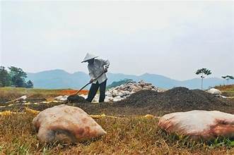 Cara Buat Pupuk dari Ampas Kelapa