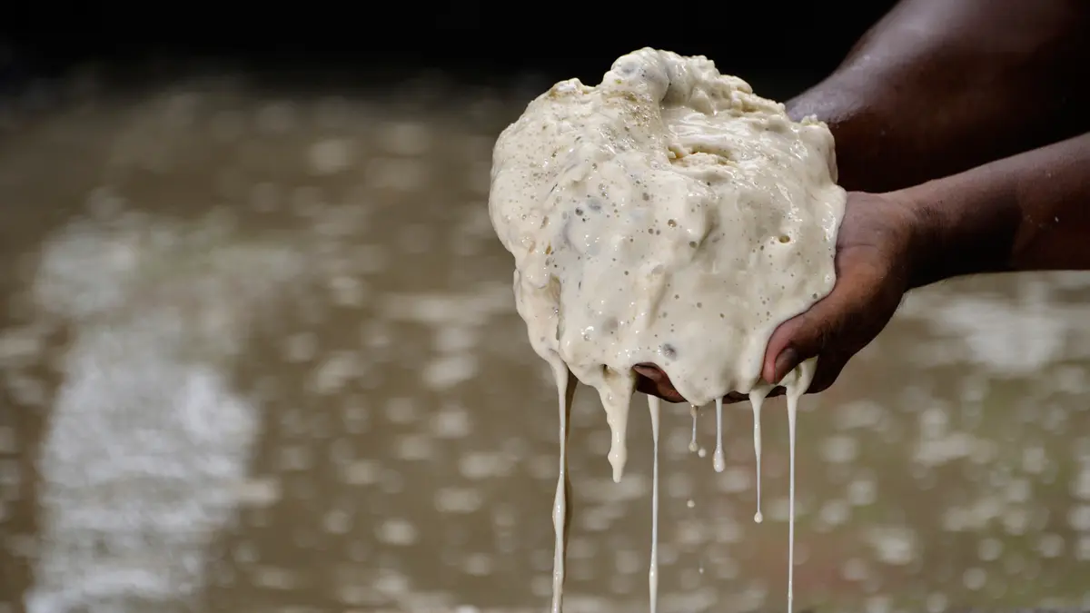 Cara Membuat Tepung Sagu 