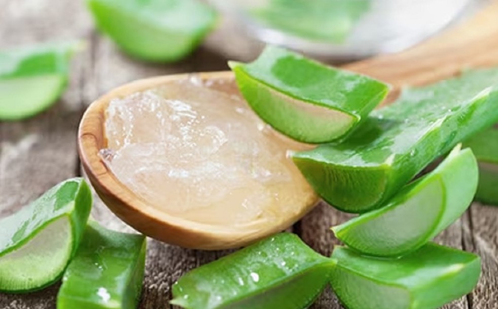 langkah-langkah mengolah lidah buaya