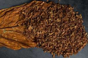 cara mengolah daun tembakau