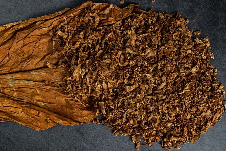 cara mengolah daun tembakau