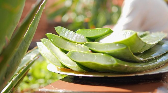 teknik membuat berbagai olahan lidah buaya