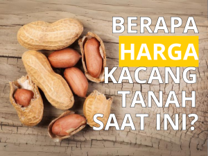 Harga Kacang Tanah