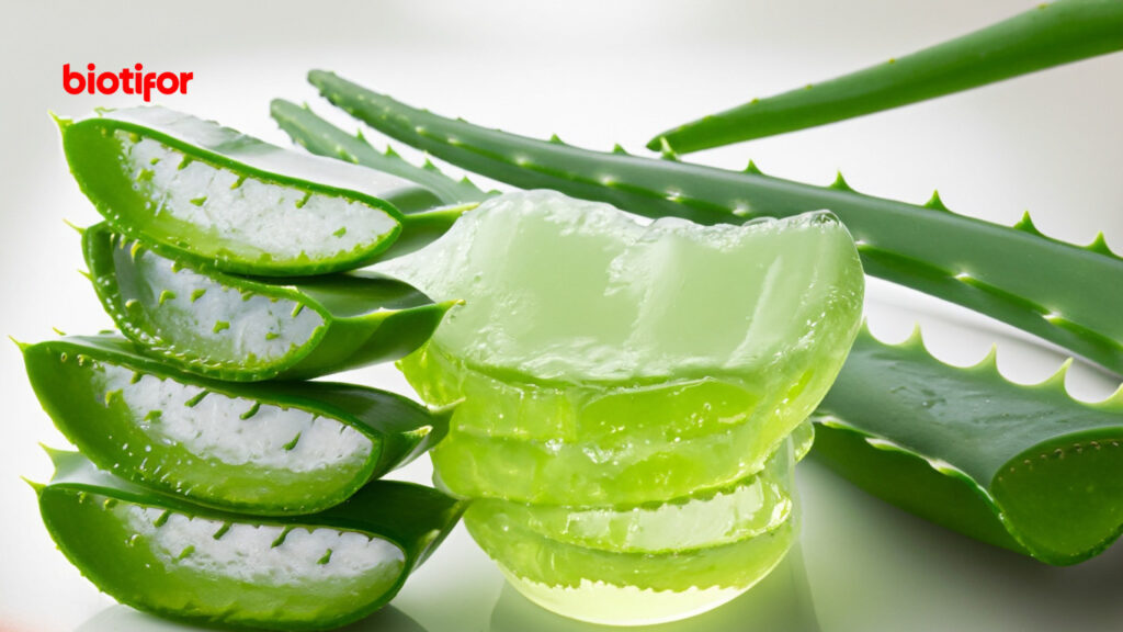 panduan olahan lidah buaya yang praktis