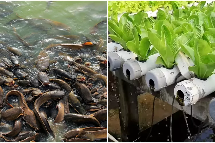 sistem akuaponik dalam budidaya lele