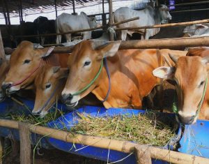 Cara buat pakan sapi dari jerami