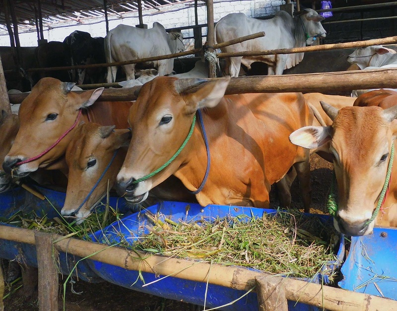 Cara buat pakan sapi dari jerami