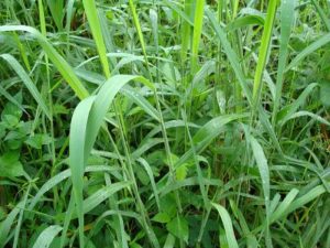 cara menanam rumput kolonjono