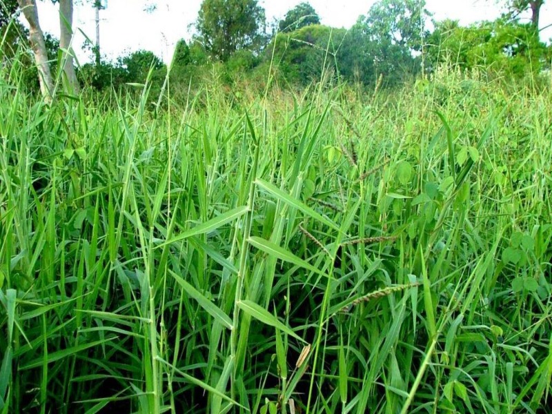 cara menanam rumput kolonjono