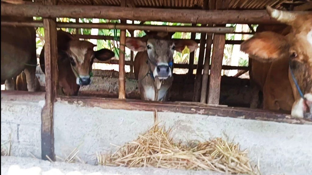 Pakan sapi dari jerami