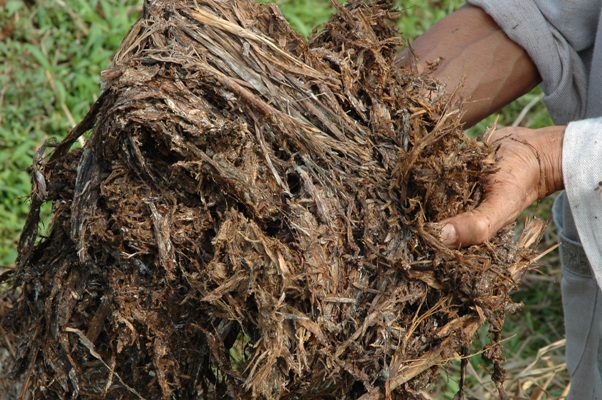 cara membuat kompos dari jerami padi