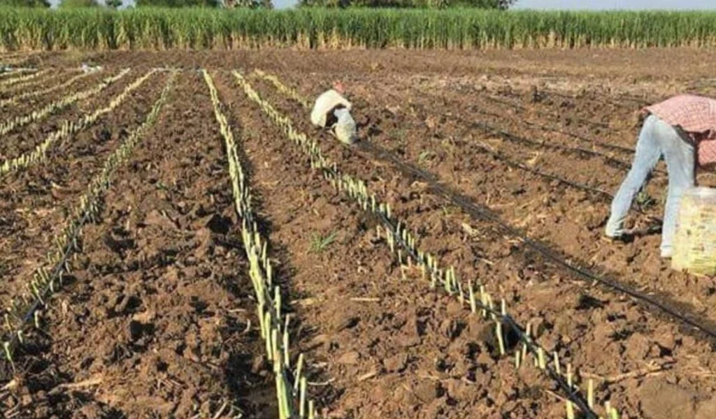 cara menanam bibit odot