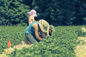 langkah langkah cara menanam rumput odot 