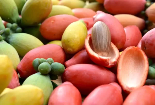 aneka olahan dari melinjo