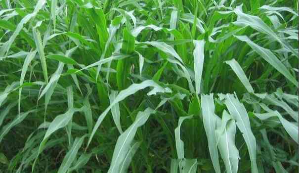 Mengenal Rumput Gajah