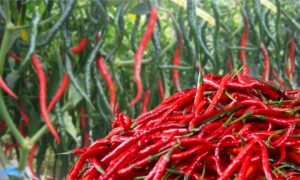 usia panen cabai merah