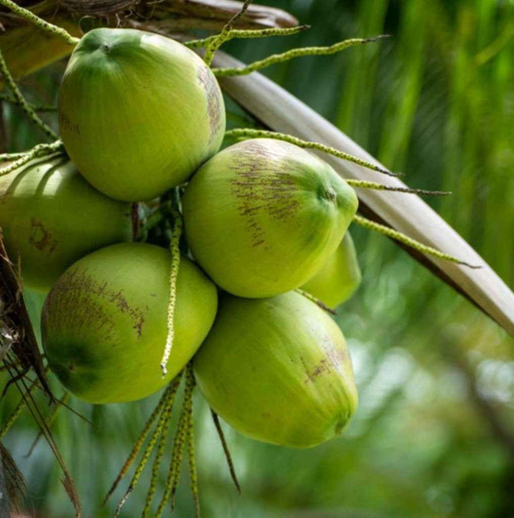 mesin pengupas kelapa muda