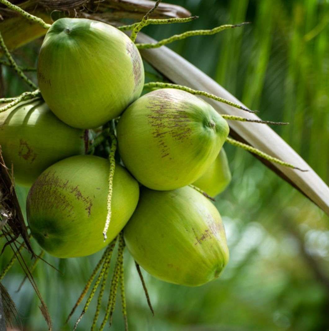 mesin pengupas kelapa muda