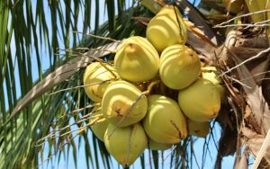 industri kelapa di indonesia