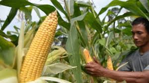 Analisis Strategi Bertani Jagung untuk Petani Pemula