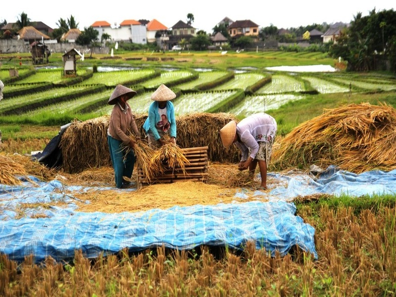 alat perontok padi efisien