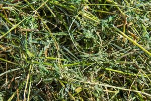 domba pakan rumput kering