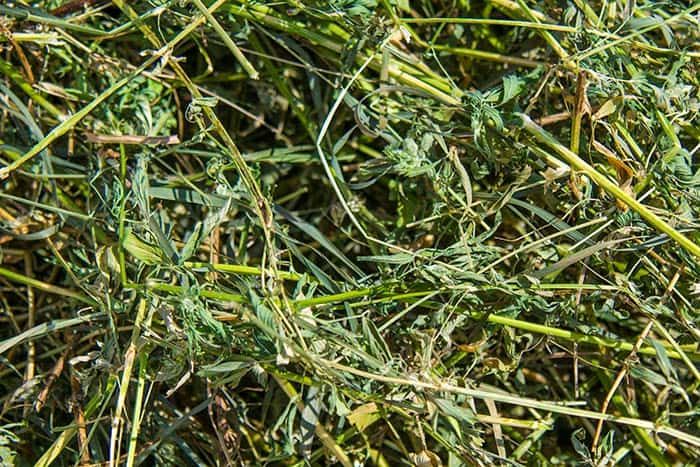 domba pakan rumput kering