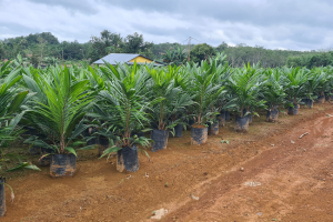 benih bibit sawit unggul