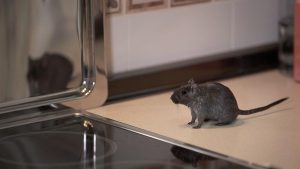 kontrol hama dapur sppg