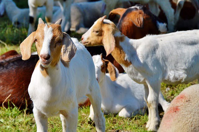 ternak kambing modal terjangkau
